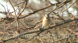 Video of Red-backed Shrike - Red-backed Shrike hunting in breading period on Shablensko lake, Bulgaria